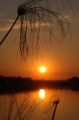 Sunset with weed 2 